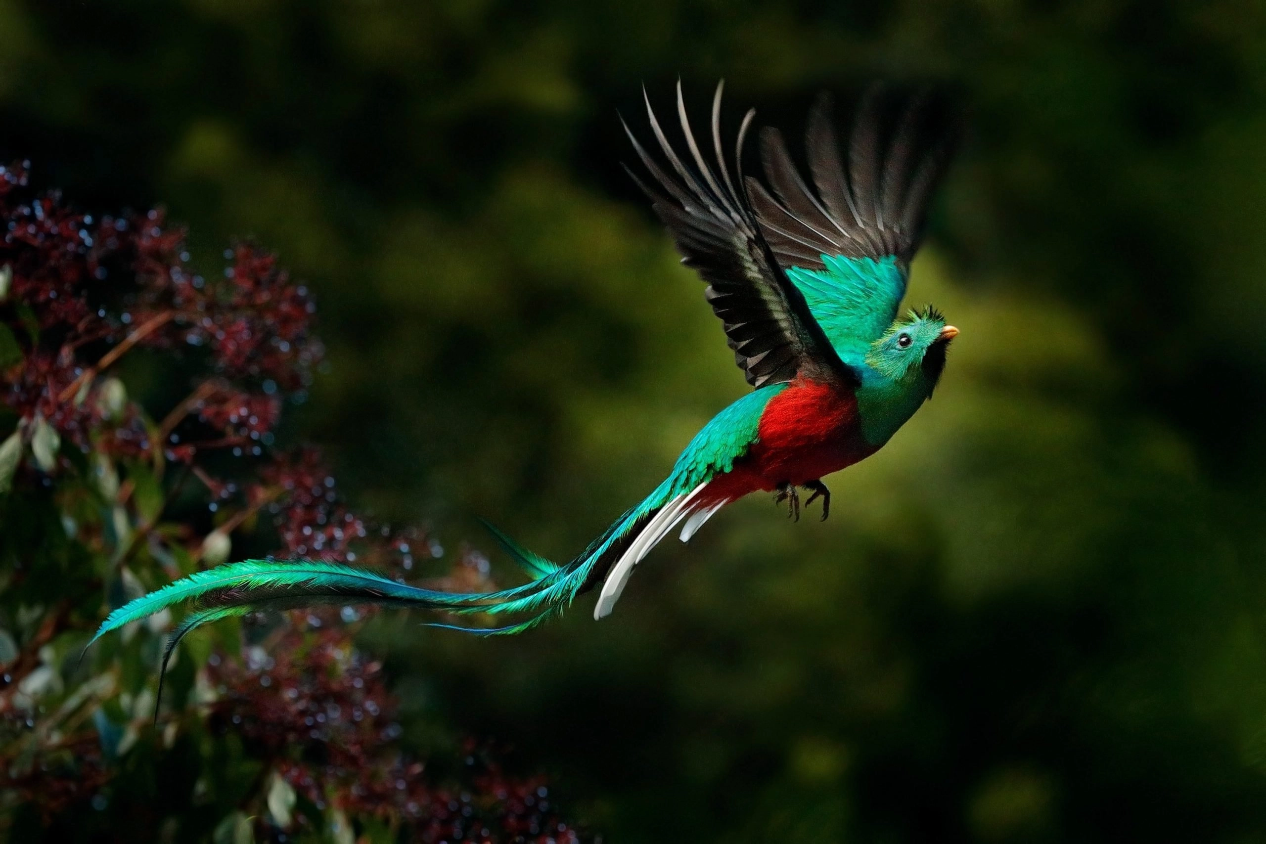 Parque Nacional Los Quetzales